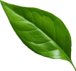 Leaf 09 copy 33