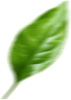 Leaf 11