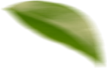 leaves copiar